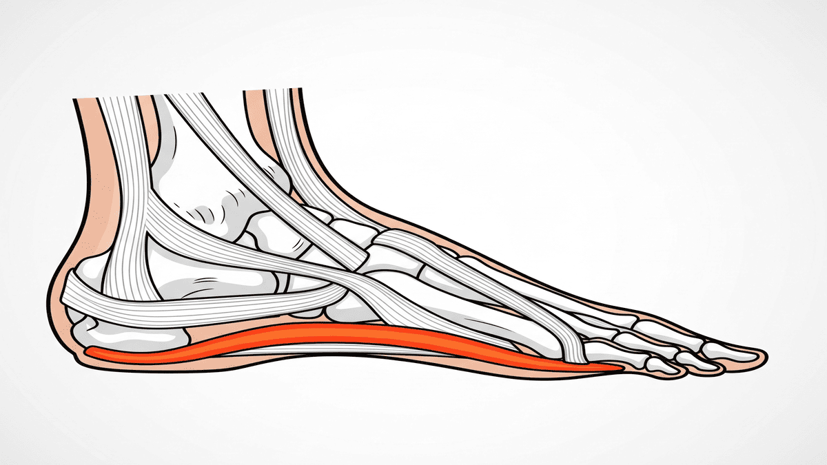 Diagrama anatómico de la fascia plantar en el pie, causa de la fascitis plantar.